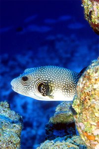 Pesce palla a punti bianchi (Arothron hispidus)