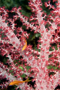 Alcionario di Kluzinger (Dendronephthya klunzingeri)