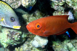 Pesce occhio grosso (Priacanthus hamrur)