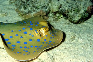 Razza a macchie blu (Taeniura lymma)