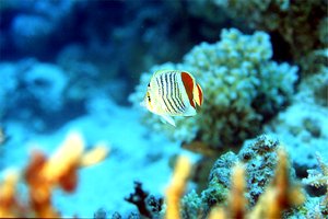 Pesce farfalla coda rossa (Chaetodon paucifasciatus)