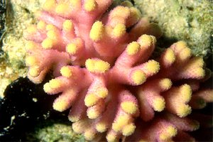 Corallo (Acropora palifera)