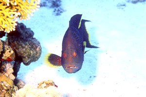 Cernia coda mezzaluna (Variola louti)