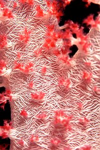 Alcionario rosa (Dendronephthya hemprichi)