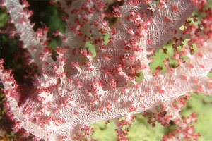 Alcionario rosa (Dendronephthya hemprichi)