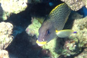Gaterino tropicale (Plectorhinchus gaterinus)