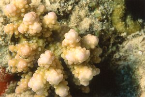 Corallo (Pocillopora n.d.)