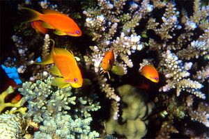 Castagnola  tropicale (Pseudanthias squamipinnis)