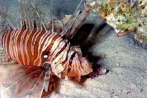 Pesce cobra (Pterois miles)