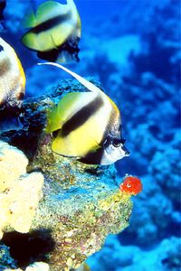 Pesce farfalla virgola (Heniochus intermedius)