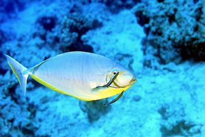 Pesce unicorno liscio (Naso hexacanthus)