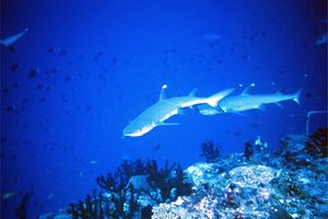 Squalo pinna bianca (Triaenodon obesus)