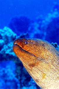 Murena gigante (Gymnothorax javanicus)