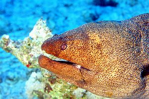 Murena gigante (Gymnothorax javanicus)