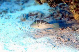 Pesce palla coronato (Canthigaster coronata)