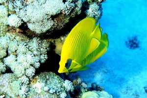 Pesce farfalla semimascherato (Chaetodon semilarvatus)