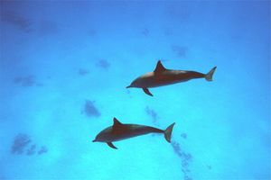 Stenella dal lungo rostro (Stenella longirostris)