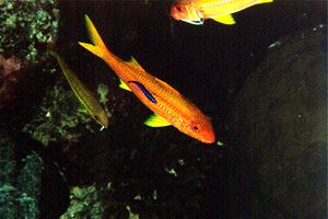 Triglia (Parupeneus n.d.)