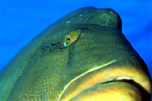 Pesce napoleone (Cheilinus undulatus)