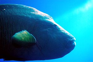 Pesce napoleone (Cheilinus undulatus)