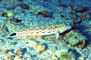 Parapercide ocellato (Parapercis hexophtalma)