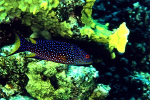 Cernia coda mezzaluna (Variola louti)