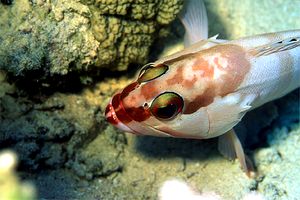 Cernia dal berretto basco (Epinephelus fasciatus)