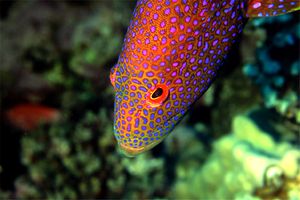 Cernia coda mezzaluna (Variola louti)