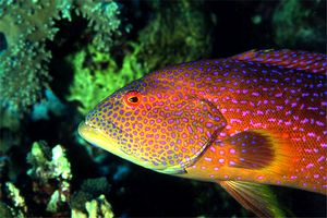 Cernia coda mezzaluna (Variola louti)