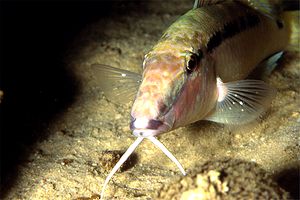 Triglia di Forsskal (Parupeneus forsskali)