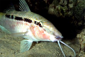 Triglia di Forsskal (Parupeneus forsskali)