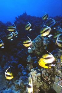 Pesce farfalla virgola (Heniochus intermedius)