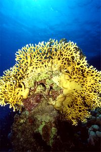 Idrozoo (Millepora dichotoma)