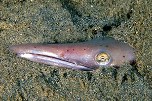 Pesce serpente (Ophisurus serpens)