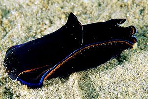 Aglaja depicta (Aglaja depicta)