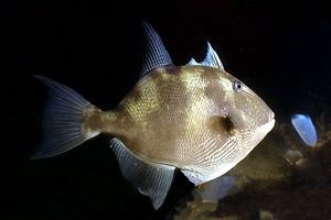Pesce balestra mediterraneo (Balistes capriscus)