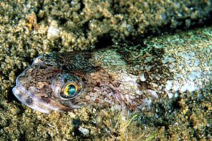 Pesce lucertola (Synodus saurus)