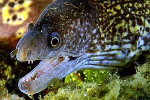 Murena (Muraena helena)