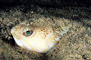 Tracina (Trachinus draco)