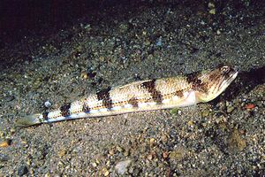 Pesce lucertola (Synodus saurus)