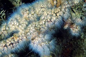 Zoantinario (Epizoanthus arenaceus)