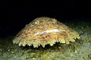 Rana pescatrice (Lophius budegassa)