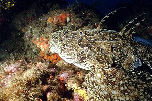 Rana pescatrice (Lophius piscatorius)