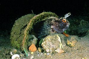 Bavosa occhiuta (Blennius ocellaris)
