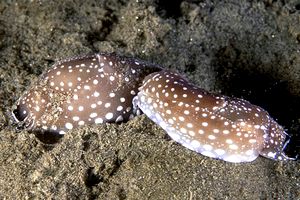 Aglaja a pois (Aglaja tricolorata)