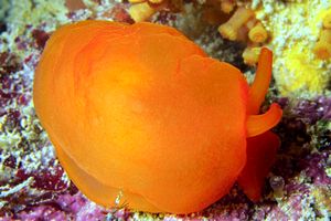 Bertella arancione (Berthella aurantiaca)