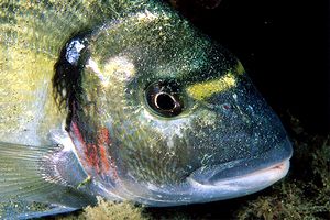 Orata (Sparus auratus)