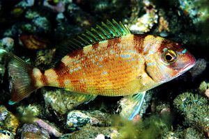 Pagro (Pagrus pagrus)