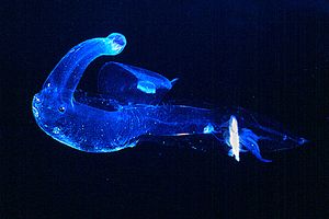 Mollusco gasteropode (Pterotrachea scutata)
