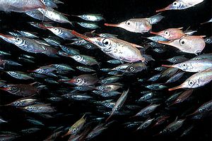 Pesce trombetta (Macrorhamphosus scolopax)